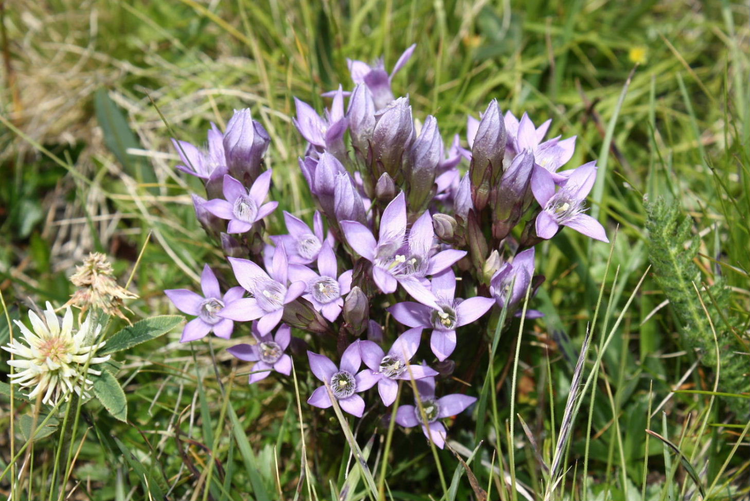 Gentianella ramosa